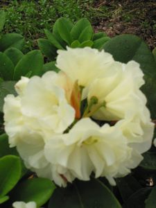 Rhodo Creamy Chiffon
